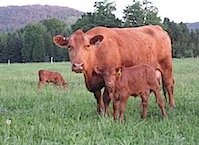 Windy Ridge Farm