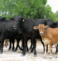 Pinto Farm Pinto Farm