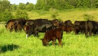 Matheson Farms Natural Grass Fed Beef