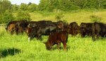 Matheson Farms Natural Grass Fed Beef Matheson Farms Natural Grass Fed Beef