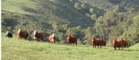Morris Grassfed Beef Morris Grassfed Beef