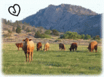 Sylvan Dale Guest Ranch - Heart J Beef