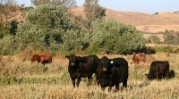 Paicines Ranch Grass Fed Beef