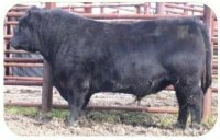 J&K Black Angus Grass Fed & Grass Finished Beef J&K Black Angus Grass Fed & Grass Finished Beef