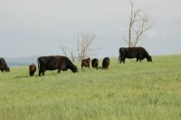 Windy N Ranch