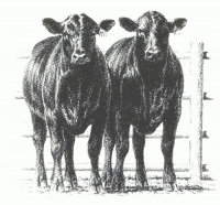 BURNS ANGUS FARM, All-Natural Grass Fed BURNS ANGUS FARM, All-Natural Grass Fed
