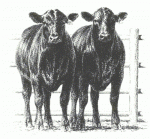 BURNS ANGUS FARM, All-Natural Grass Fed BURNS ANGUS FARM, All-Natural Grass Fed