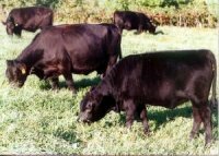 Willow Creek Ranch