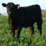 Brady's Idaho Beef Brady's Idaho Beef