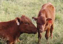 Why Grass Fed Beef?