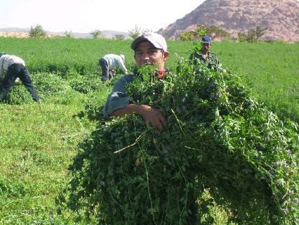Harvesting_Alfalfa