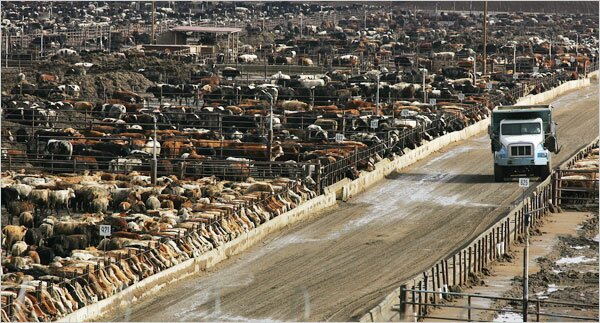 cow-feed-lot