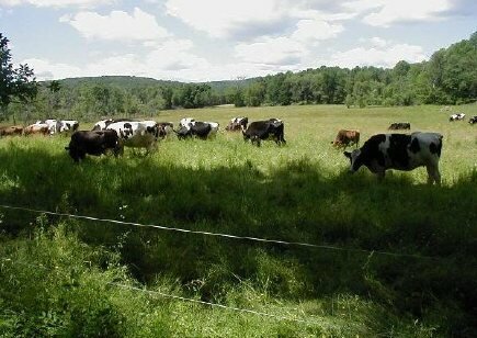 Cows In Pasture cows_in_pasture